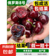 正宗車?yán)遄訕涿绱髾烟覙涿绻麡涔缂藿影柙运麡淠戏奖狈N植 俄羅斯8號 4公分內(nèi)粗/高1.4米以上多分枝