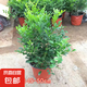 九里香盆栽茉莉花綠植室內驅蚊四季開花帶花苞七里香水培盆景植物 高約40cm精品獨干九里香6年苗（原土球） 九里香