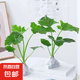 春羽綠植盆栽 室內(nèi)客廳花卉水養(yǎng)水培好養(yǎng)辦公室綠蘿春雨水培植物 大葉春雨2顆（含根整體高度10-20厘米）