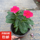 長春花盆栽陽臺好養(yǎng)花卉陽臺室內(nèi)綠植物開花多色可選京東快遞 長春花玫紅色原盆土(帶花發(fā)貨)