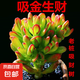 多肉植物 多肉精選老樁蒂亞吸財樹辦公室室內(nèi)陽臺紅寶石群生多頭 吸財樹老樁10厘米左右