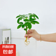 懶人水培綠植九里香綠蘿文竹室內(nèi)易養(yǎng)凈化空氣花卉盆栽植物花卉 鴨腳木1顆【不含盆】土培水培皆可10-15cm