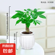 【帶盆高度約15-25cm】發(fā)財樹盆栽室內植物客廳辦公室自吸水好養(yǎng) 單桿發(fā)財樹+白南瓜自吸水盆 花盆直徑約10cm