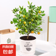 四季金桔樹苗盆栽室內(nèi)客廳帶果可食用陽臺(tái)年宵植物花卉小橘子綠植 金桔帶果+樹葉瓷盆26-38cm 含盆
