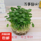 銅錢草水培盆栽室內(nèi)室外花卉招財金錢草綠植吸甲醛綠植大葉子植物 土培水培銅錢草1盆帶葉子