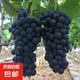 新鮮無籽夏黑葡萄香皂工廠桃子顯摘葡萄青提生鮮提子生鮮館肉多多 夏黑葡萄超甜帶箱4斤凈重3.7斤