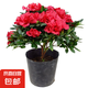 杜鵑花四季開花杜鵑盆栽杜鵑花苗陽臺客廳帶花苞懶人花卉 1盆【原土原盆】