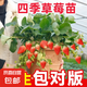 草莓苗四季奶油草莓苗種植盆栽陽臺庭院地栽當(dāng)年結(jié)果南方北方種植 四季草莓 【特別推薦4盆裝】