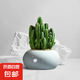 仙人掌盆栽紅太陽仙人球室內(nèi)多肉植物玉露辦公室桌面耐旱好養(yǎng)綠植 萬重山+冰裂淺青白 含盆 + 塑料托