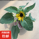 高考一舉奪魁向日葵盆栽帶花苞太陽(yáng)花苗開花植物綠植花卉鮮花種植 約20-25cm高向日葵一盆 帶花 帶盆栽好
