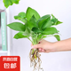 懶人水培綠植九里香綠蘿文竹室內(nèi)易養(yǎng)凈化空氣花卉盆栽植物花卉 綠蘿5顆【不含盆】土培水培皆可10-15cm