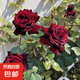 果汁陽臺月季花苗四季開花卉盆栽綠植物室內(nèi)花易活玫瑰帶花苞庭院 黑巴克【大花濃香，月月開分枝多】 【帶花苞】【盆口徑15cm】原盆冠25高35