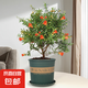 石榴花盆栽果樹苗帶果觀賞可食用室內(nèi)陽臺四季開綠植盆景花卉旺宅 加侖盆+精品石榴花30-40cm高 含盆