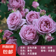 果汁陽臺月季花苗四季開花卉盆栽綠植物室內(nèi)花易活玫瑰帶花苞庭院 藍色陰雨【大花濃香，月月開分枝多】 【帶花苞】【盆口徑15cm】原盆冠25高35