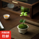 【四葉草鐵樹盆栽】年宵花?墨西哥鐵桌面微盆景掌上盆栽客廳幸運(yùn) 喚醒屋四葉草（8-12cm高）+底座