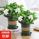 梔子花盆栽花卉植物室內(nèi)帶花苞陽臺水培綠植濃香型大樹苗四季好養(yǎng) 1盆【160寬】+加倉盆 含盆