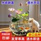 碗蓮種七彩五顏六色水培花卉水養(yǎng)四季蓮花荷花種蓮藕綠植水培蓮子 開口/混色 12粒+生根粉