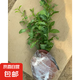 藍(lán)雪花苗盆栽大苗帶花苞陽臺植物好養(yǎng)的花卉四季開花不斷天竺葵鮮 藍(lán)雪花30-35厘米左右高一盆（原盆土栽好）