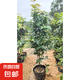 樹(shù)葡萄苗果樹(shù)嘉寶果苗正宗沙巴加寶果南北方四季庭院名貴種植盆栽 沙巴80-90cm高/帶葉帶土發(fā)貨 111cm(含)-140cm(含)