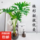 春羽綠植盆栽 室內(nèi)客廳花卉水養(yǎng)水培好養(yǎng)辦公室綠蘿春雨水培植物 水培春雨+灰色亞克力花瓶（整體高度50-60cm）