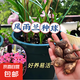 清香型四季開花重瓣風(fēng)雨蘭種球庭院陽(yáng)臺(tái)盆栽花卉植物好養(yǎng)易活韭蘭 混裝組合10顆種球直徑1-2cm 裸根不帶土