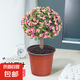 金枝玉葉多肉植物組合盆栽綠植花卉水培水養(yǎng)精品高端冷門稀有老樁 金枝玉葉（原盆原土） 獨桿（高22-30cm）