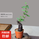 何首烏盆栽盆景老樁植物根球盆景爬藤植物中草藥植物盆栽盆景 80#何首烏（5年根球）20-30cm高