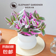 婚禮油畫室內(nèi)辦公室花卉綠植好養(yǎng)紫葉吊蘭觀葉耐陰植物 婚禮油畫配雙層云朵盆【套組】