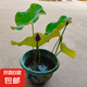 荷花盆栽帶花苞大型水培觀賞好養(yǎng)四季開(kāi)花池塘水缸睡蓮?fù)肷徦?粉色荷花盆栽（帶花苞）含盆高約50CM-原盆