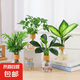 錦楓4盆裝水培植物室內(nèi)好養(yǎng)新房辦公室吸除甲醛四季綠植帶瓶發(fā)貨 【超值4盆裝】如圖植物4顆+4個(gè)水培香薰樹脂瓶
