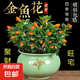 四季常青金魚花吊蘭盆栽室內(nèi)綠植花卉多肉植物發(fā)財(cái)樹好養(yǎng)易活客廳 金魚吊蘭【整盆20-30顆】原盆土