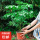 幸福樹平安樹綠植花卉小盆栽室內(nèi)客廳辦公室四季常青植物凈化空氣 精品：大幸福樹獨桿40-60高