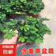幼兒園植物小盆栽含羞草盆栽室內(nèi)趣味花卉四季害羞草陽(yáng)臺(tái)植物學(xué)校 10cm左右高含羞草【原土原盆】+肥料 含盆
