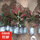 竹節(jié)海棠花卉盆栽大葉斑點易活四季陽臺觀葉秋海棠木本綠植物好養(yǎng) 3年竹節(jié)2顆【不含盆】