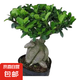 金錢榕樹盆景老樁小葉榕苗木造型盆栽人參榕室內(nèi)綠植提根綠植矮莊 中富貴榕25cm左右高度