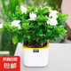 【大盆梔子花帶花苞發(fā)貨】梔子花盆栽室內(nèi)綠植四季開花水培除甲醛 大盆梔子花【高度20-30cm】+方盆+肥料