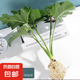 春羽綠植盆栽 室內(nèi)客廳花卉水養(yǎng)水培好養(yǎng)辦公室綠蘿春雨水培植物 水培春雨一顆（40-50厘米高）