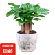 發(fā)財樹盆栽大植物室內(nèi)辦公室桌面客廳小盆景招財樹苗綠植花卉盆栽 三桿發(fā)財樹 5-8cm【隨機陶瓷盆】 【送肥料】