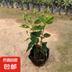 扶?；ㄅ柙灾匕陰Щòt色朱瑾牡丹草陽(yáng)臺(tái)四季開(kāi)花卉室內(nèi)植物綠植 大紅色重瓣【帶花苞】3年苗（原 含盆