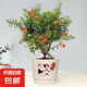 石榴花盆栽果樹苗帶果觀賞可食用室內(nèi)陽臺四季開綠植盆景花卉旺宅 招財貓?zhí)沾膳?石榴花30-40cm高 含盆
