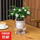 【帶盆高度15-20cm】特價水培驅(qū)蚊九里香七葉蓮盆栽好養(yǎng)驅(qū)蚊綠植 九里香+自動吸水魚缸盆【1盆】 花盆口徑約為10cm