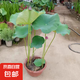 荷花盆栽帶花苞大型水培觀賞好養(yǎng)四季開花池塘水缸睡蓮?fù)肷徦?粉色荷花盆栽（帶花苞）含盆高約90CM-原盆