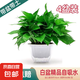 綠蘿盆栽室內(nèi)客廳綠植花卉 家用凈化空氣綠籮植物吸除甲醛吊蘭 高26CM【精裝吸水雙層】4盆+5肥