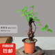 何首烏盆栽盆景老樁植物根球盆景爬藤植物中草藥植物盆栽盆景 90#何首烏（7年根球）20-30cm高