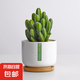 仙人掌盆栽室內(nèi)仙人球多肉花卉植物辦公室桌面綠植防好養(yǎng)輻擺件 萬(wàn)重山【白瓷盆+竹托盤】