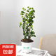 【卷葉榕】卷福卷葉榕盆栽超好養(yǎng)活紫葉吊蘭觀葉耐陰植物綠植花卉 3株苗高35-45cm種植原盆
