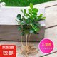 九里香盆栽濃香水培植物四季好養(yǎng)樹苗室內(nèi)好養(yǎng)花卉驅(qū)蚊竹柏綠植 【實(shí)惠】九里香5-8顆 送肥料