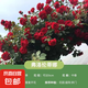 一米五特大苗藤本月季耐寒耐熱四季開花大花濃香薔薇花玫瑰月季花 弗洛倫蒂娜【開花爆滿】 1.5米特大苗
