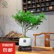 【清香木盆景】飄枝老樁花卉好養(yǎng)綠植盆栽茶桌高檔年貨帶花盆底座 大福盆清香木高20-25+底座