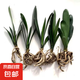 特價大盆君子蘭盆栽名貴國寶級花卉苗綠植物圓頭和尚室內(nèi)四季好養(yǎng) 01：【主推款】君子蘭7-9片葉子+帶土 送肥料【不含盆】